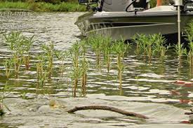 Aquatic Herbicides: How Much do I Need to Apply?