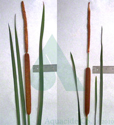 cattail