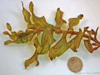 clasping-leaf-pondweed