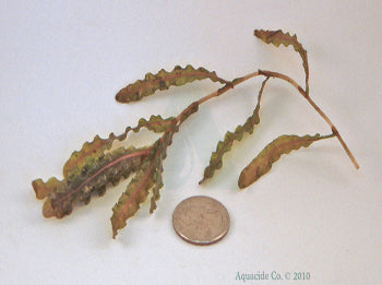 curly-leaf-pondweed