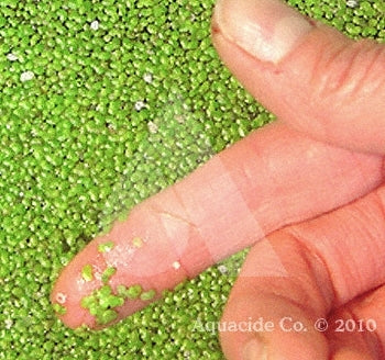 duckweed