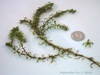 elodea