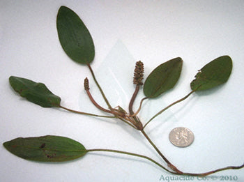 floating-leaf-pondweed