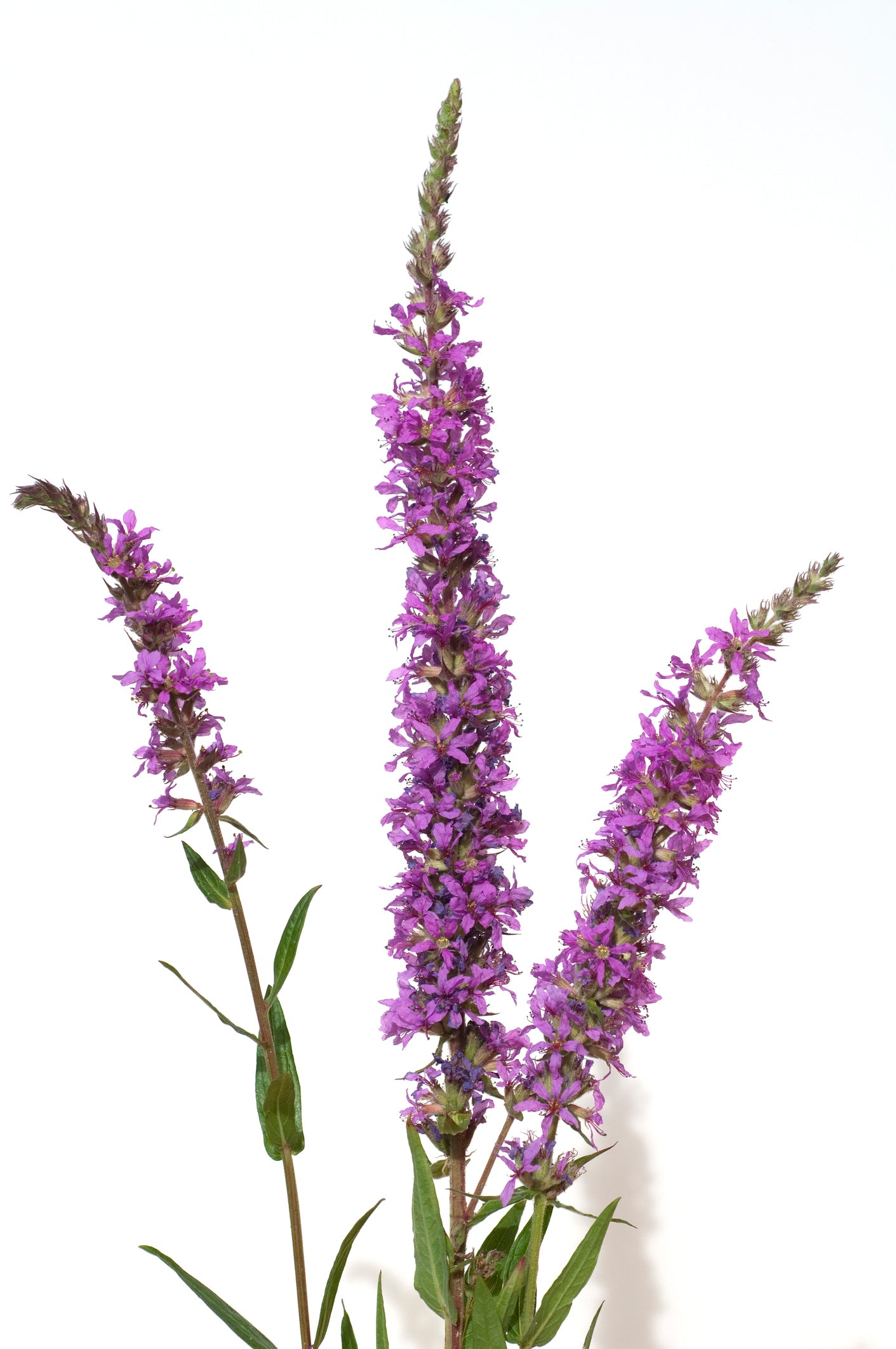 purple-loosestrife