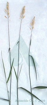 reed-grass