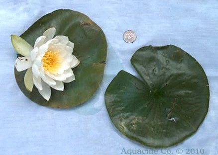 white-water-lily