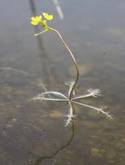 Bladderwort Identification & Bladderwort Control Options (Updated)