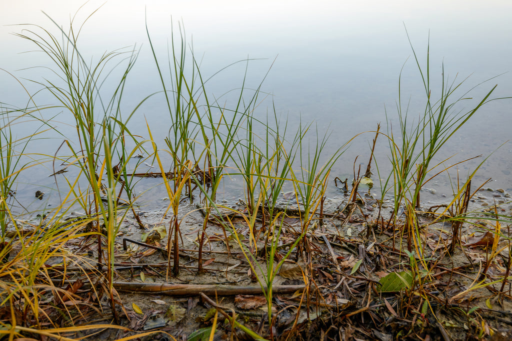 Water Weed Control: 6 Tips for the Upcoming Season