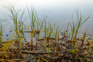 Water Weed Control: 6 Tips for the Upcoming Season