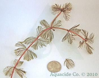 How to Control Eurasian Milfoil and other Aquatic Plants