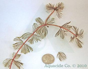How to Control Eurasian Milfoil and other Aquatic Plants