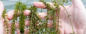 Hydrilla Control: 4 Ways To Kill Hydrilla!