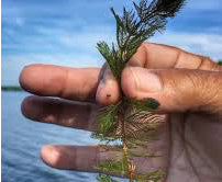 Different ways to stop the spread of Eurasian Water Milfoil