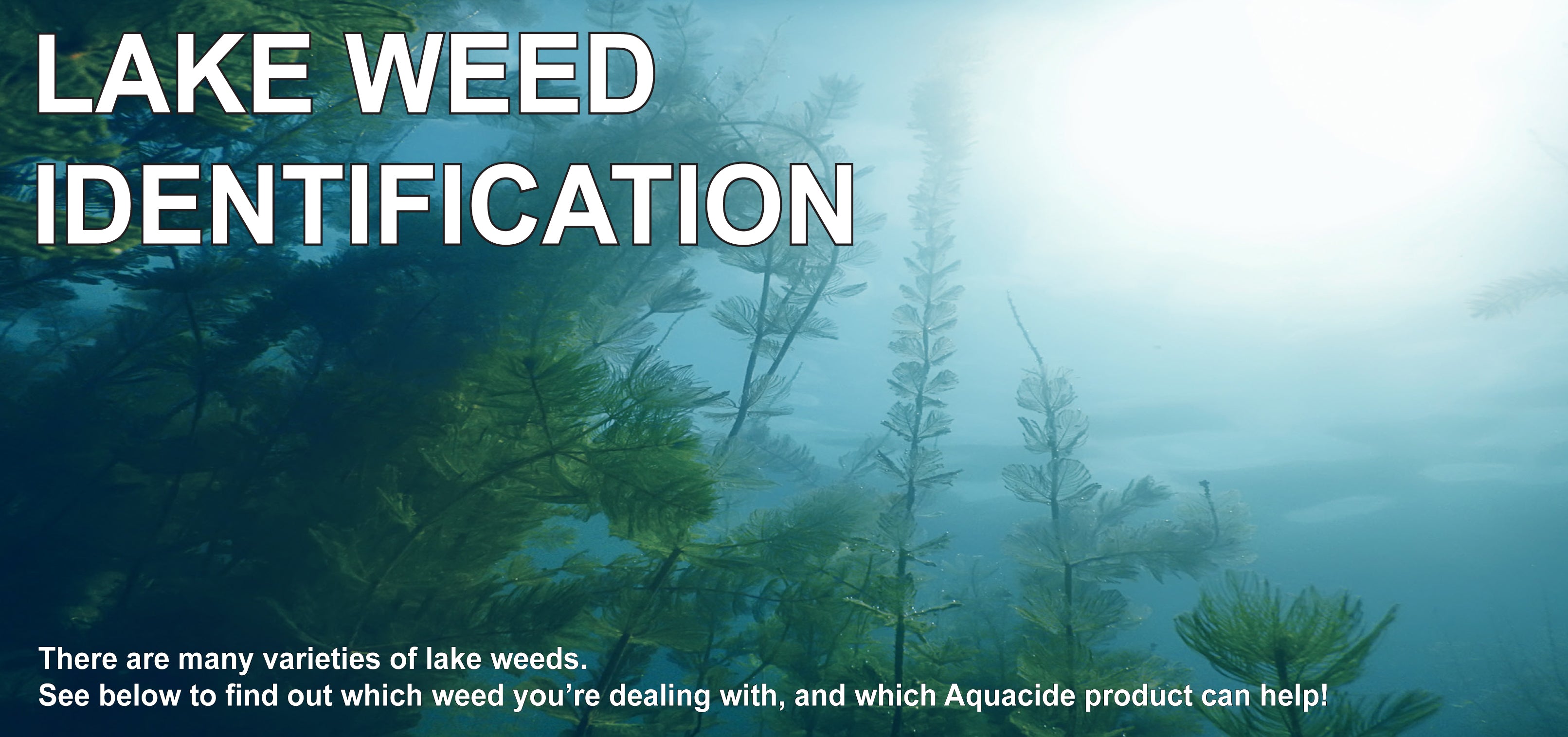 Lake Weed Identifier