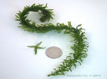 hydrilla