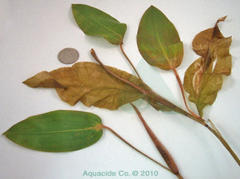 large-leaf-pondweed